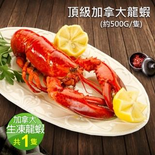 【優鮮配】加拿大直送高壓生凍波士頓龍蝦1隻(500g/隻)