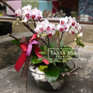 【Santa Ana】叫我第一名蘭花盆栽(蝴蝶蘭與白石頭與植栽的組合)
