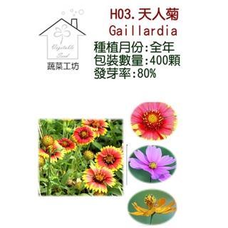 【蔬菜工坊】H03.天人菊種子