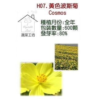 【蔬菜工坊】H07.黃色波斯菊種子