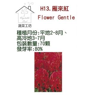 【蔬菜工坊】H13.雁來紅種子(三色、高50cm)