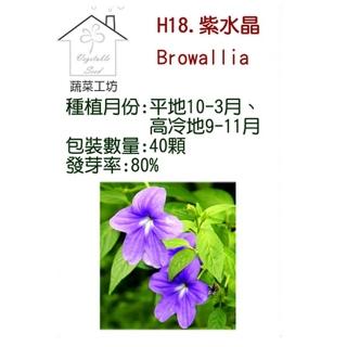 【蔬菜工坊】H18.紫水晶種子(藍色、高25-40cm)