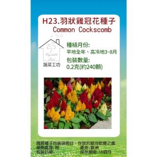 【蔬菜工坊】H23.羽狀雞冠花種子(混合色、高40-60cm)
