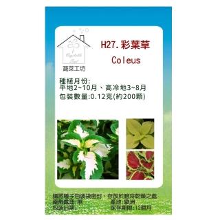【蔬菜工坊】H27.彩葉草種子(混合色、高40-50cm)