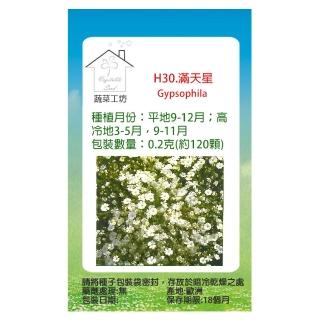 【蔬菜工坊】H30.滿天星種子(白色高60-90cm)