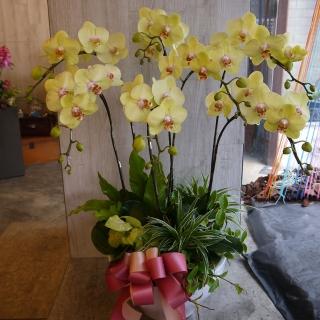 【Santa Ana】檸檬黃蝴蝶蘭花盆栽(蝴蝶蘭與植栽的組合)