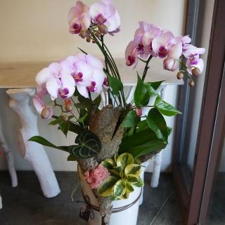 【Santa Ana】三株落地型蘭花組合(蝴蝶蘭與植栽的組合)
