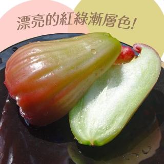 【鮮果日誌】高雄六龜鄉香水蓮霧(2.5台斤)